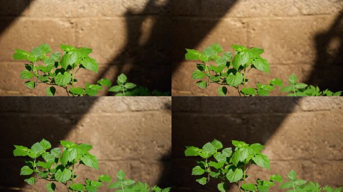 阳光 植物 时间流逝