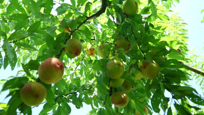 夏日果园有机生态桃子油桃蟠桃采摘