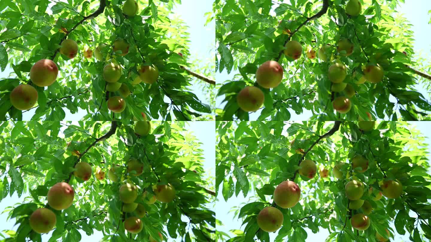 夏日果园有机生态桃子油桃蟠桃采摘