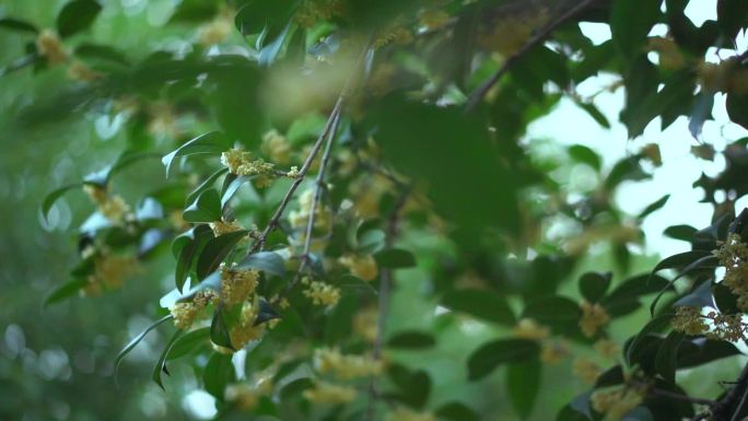 桂花树唯美空境 桂花飘香 空境广告