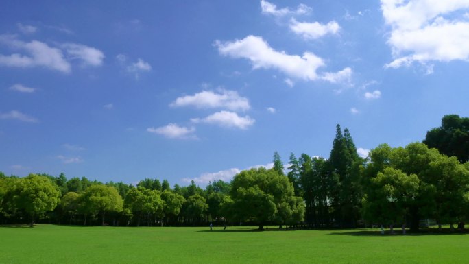 上海 公园 森林 草地