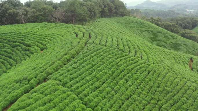 茶乡茶园宣传片素材