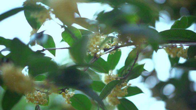 桂花树唯美空境 桂花飘香 空境广告