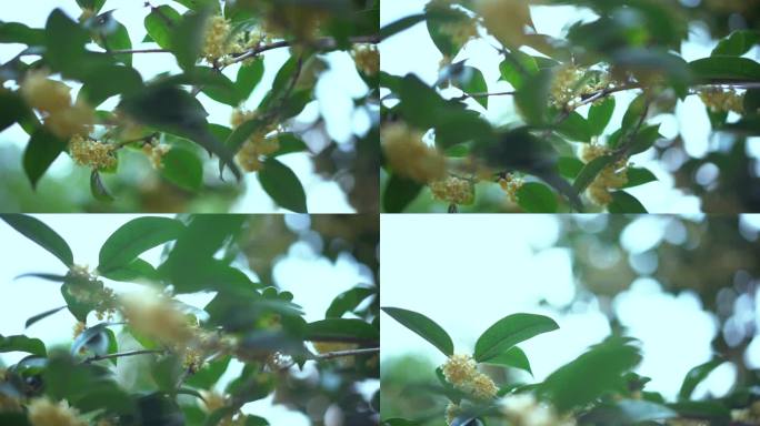 桂花树唯美空境 桂花飘香 空境广告