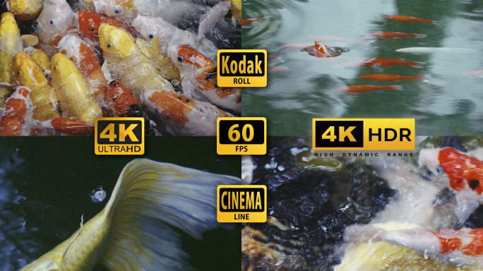 4K红金鱼黄金鱼海藻水波涟漪自然一群金鱼