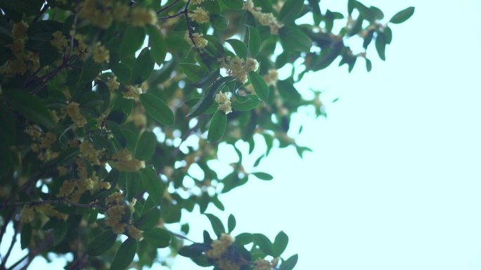 桂花树唯美空境 桂花飘香 空境广告