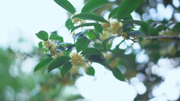 桂花 桂花树唯美空境  中秋时节