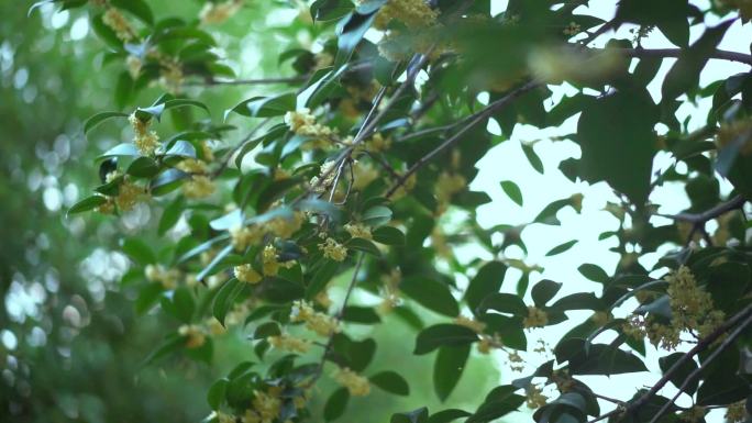 桂花树唯美空境 桂花飘香 空境广告