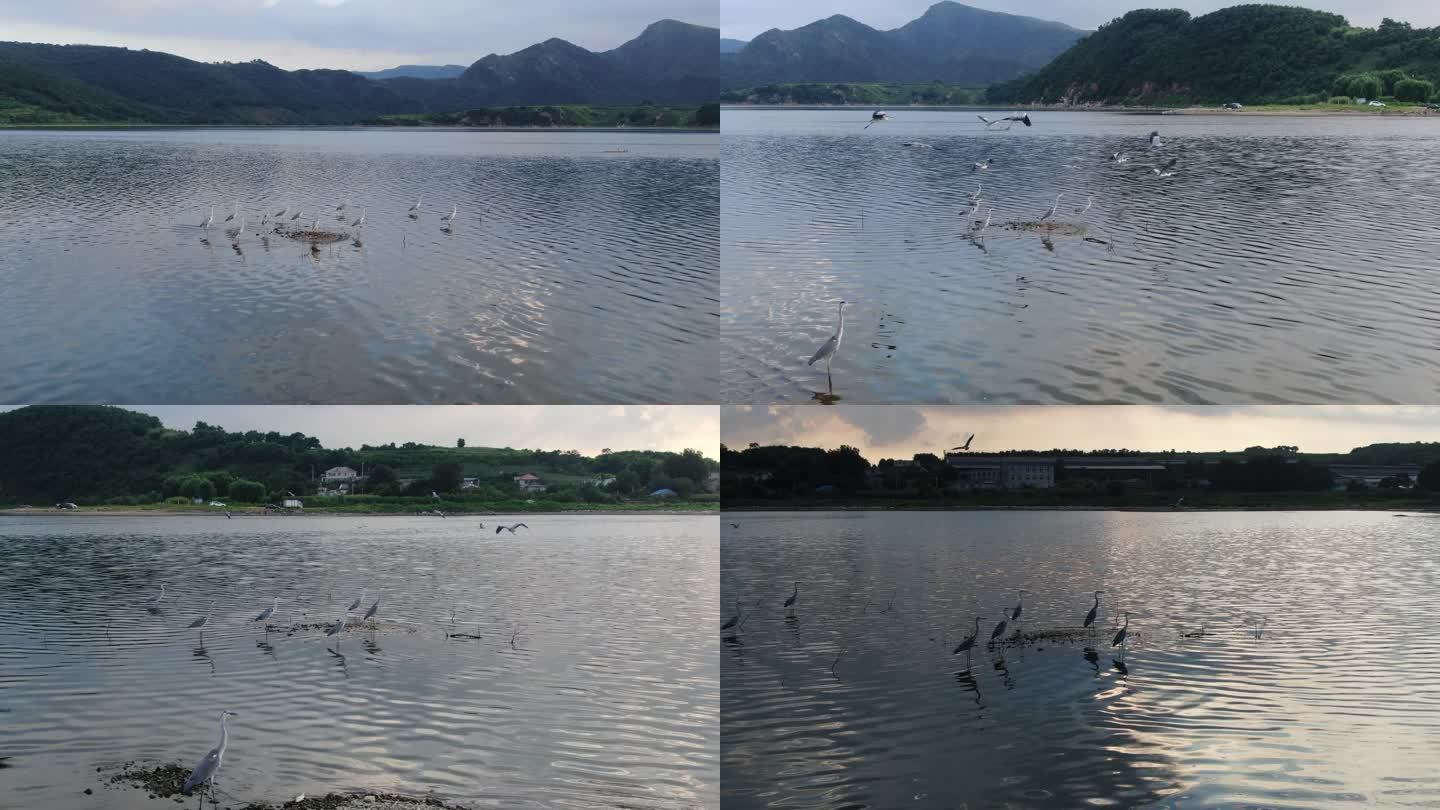 苍鹭 野生鸟类 航拍 鸟类素材 湖泊