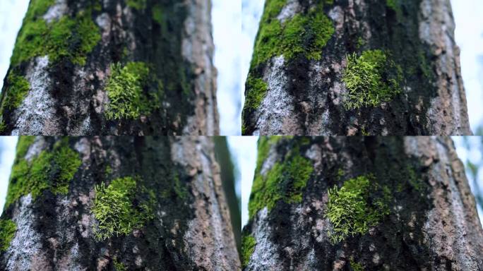 绿色环保 林子 苔藓 青苔  自然 森林