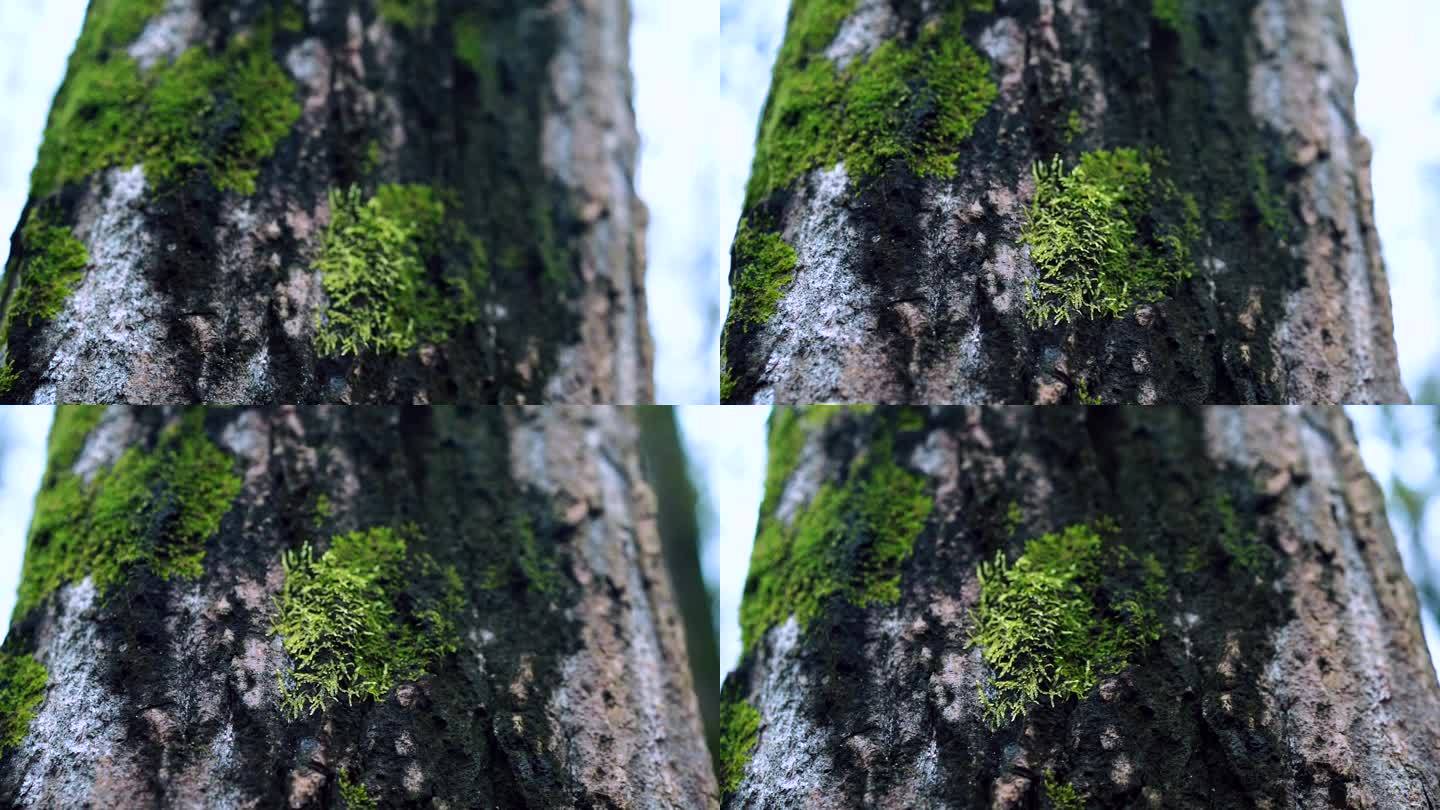绿色环保 林子 苔藓 青苔  自然 森林