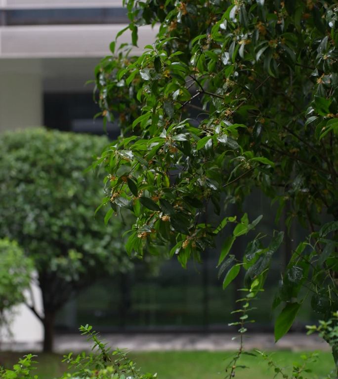 雨中的桂花树