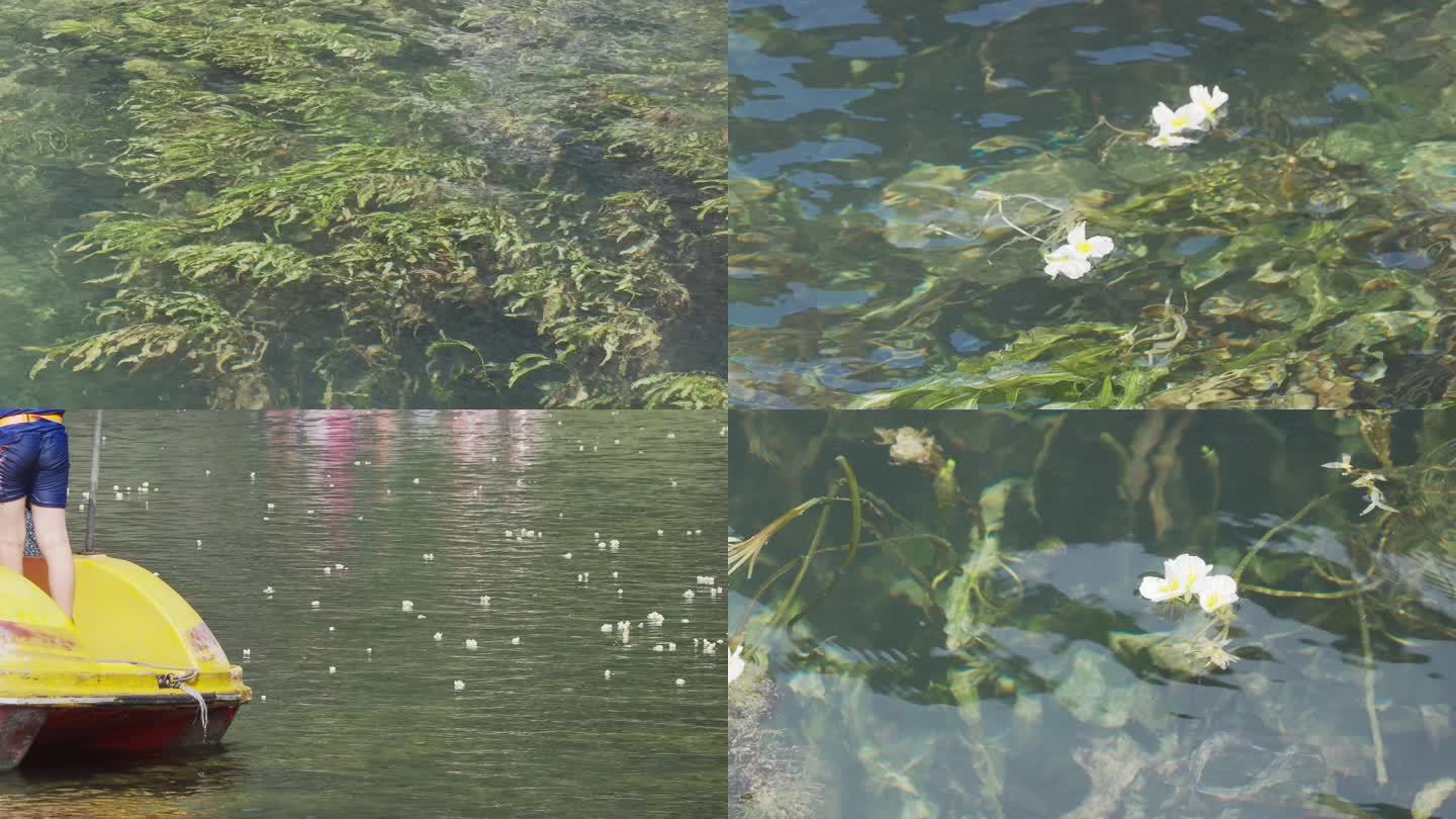 会开花的河水草海菜花