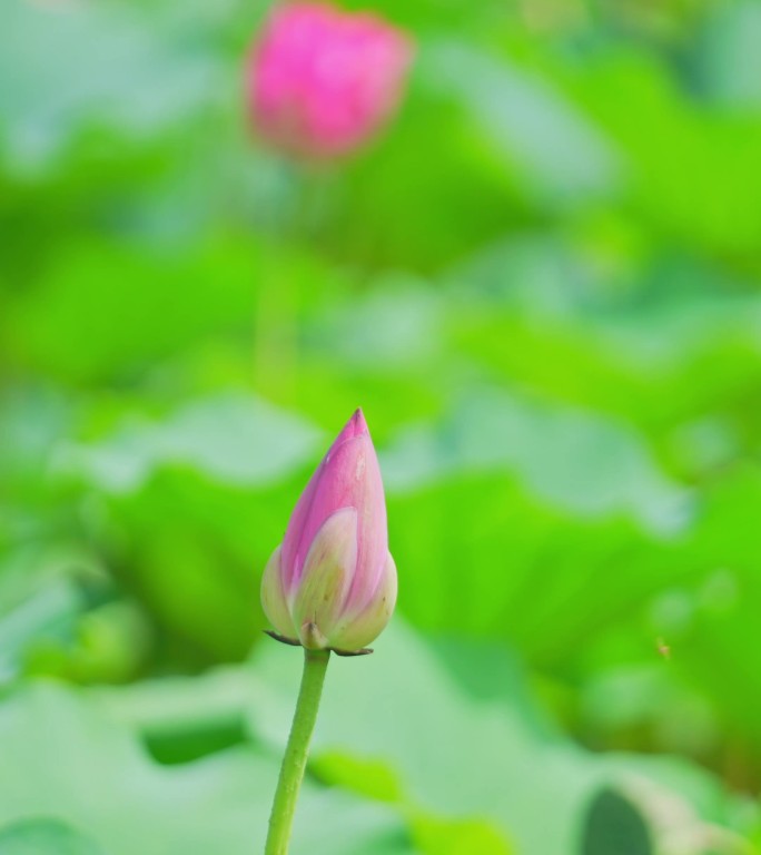 夏日 荷花  竖版