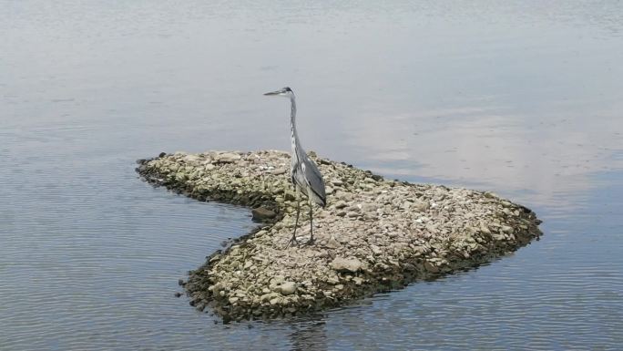 苍鹭 野生鸟类