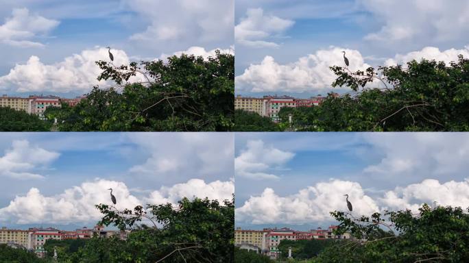 一只苍鹭矗立在蓝天白云和绿树间