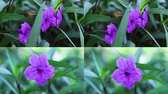 蓝花草 翠芦莉 紫色花朵 小紫花