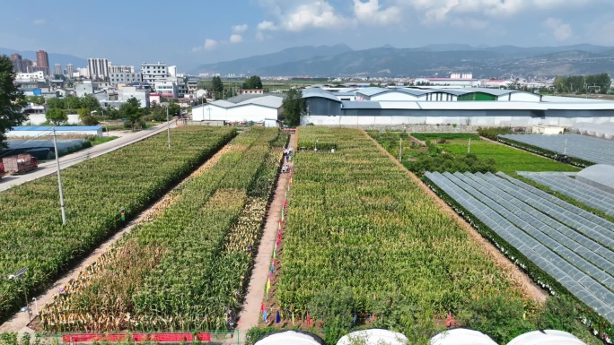 玉米种植基地航拍