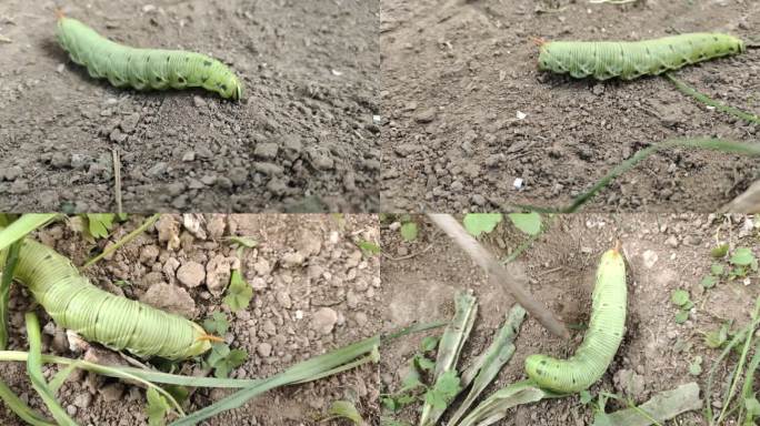 豆天蛾 豆虫 大青虫 昆虫 八戒虫子