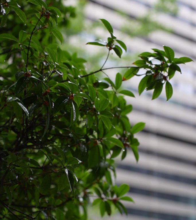 雨中的桂花树