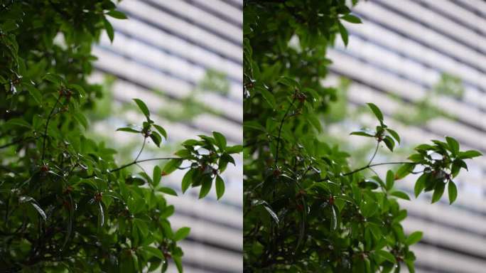雨中的桂花树