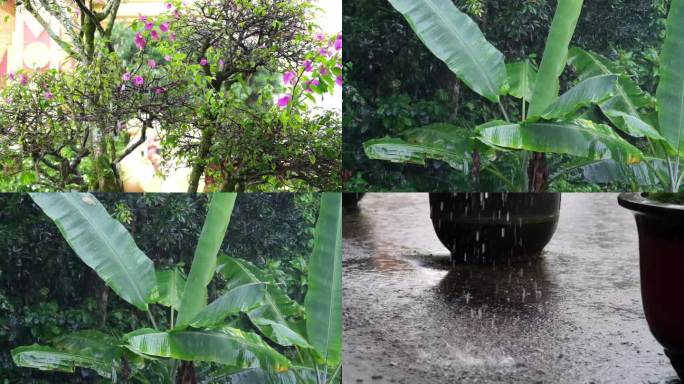 下雨雨水滴落在三角梅芭蕉树上雨水落在地下