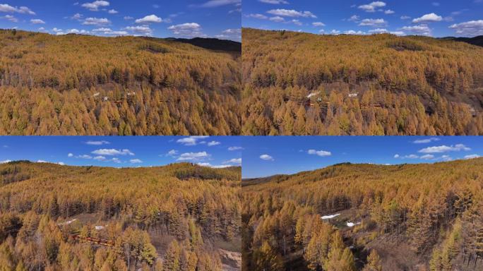 呼伦贝尔莫尔道嘎森林公园小火车