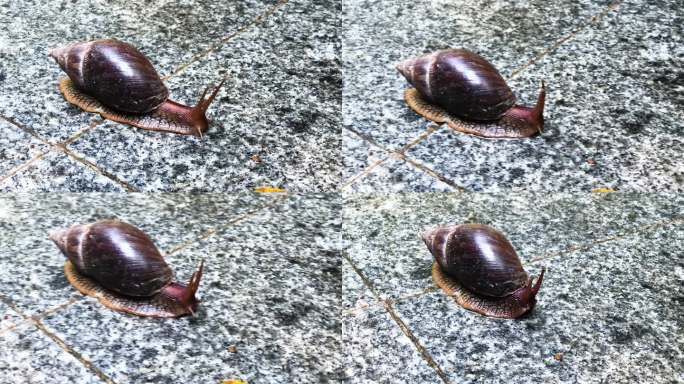 非洲蜗牛 腹足纲软体动物 大蜗牛爬行