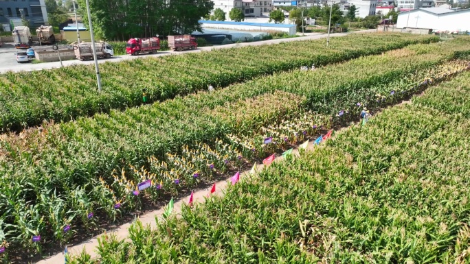 玉米种植基地航拍