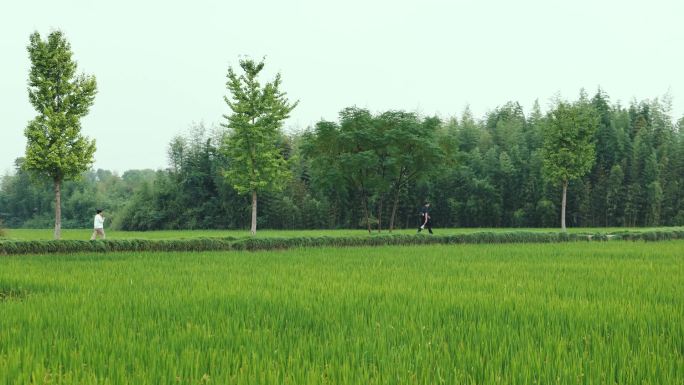 夏末的田野