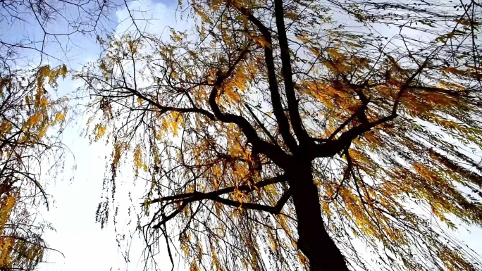 秋天 金色 柳树