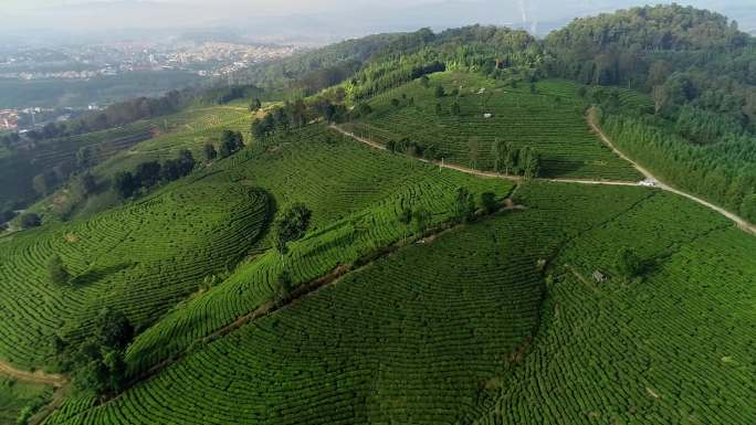 茶山青青最生态