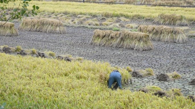 农妇在水稻田收割水稻