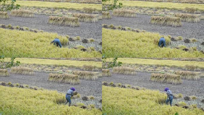 农妇在水稻田收割水稻