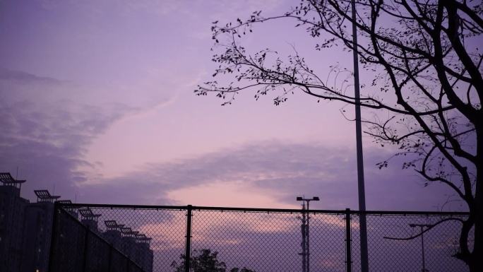 夜空 树林树枝树叶  篮球场