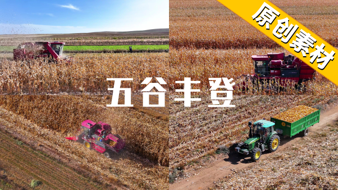 玉米丰收 农业机械化 收割玉米