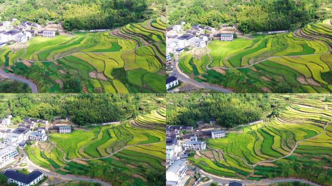 浙江仙居，杨丰山，梯田风光