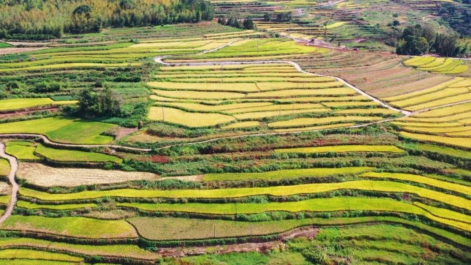 浙江仙居，杨丰山，梯田风光