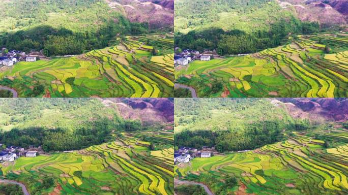 浙江仙居，杨丰山，梯田风光