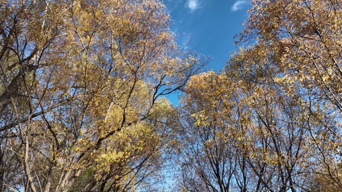 碧空下摇曳的金色树枝柳叶