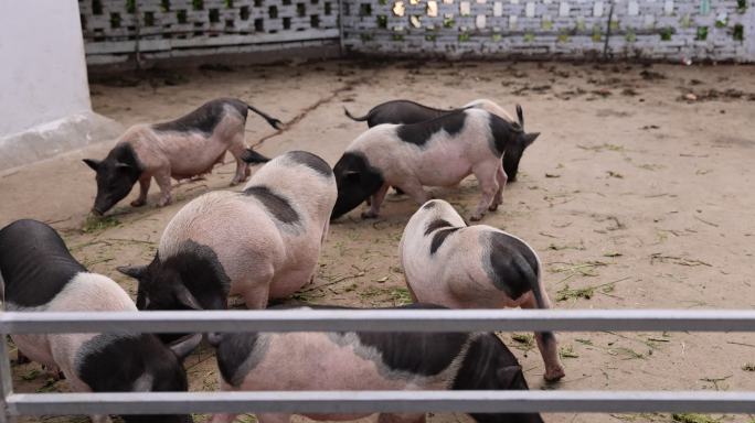猪圈里的一群母猪小猪