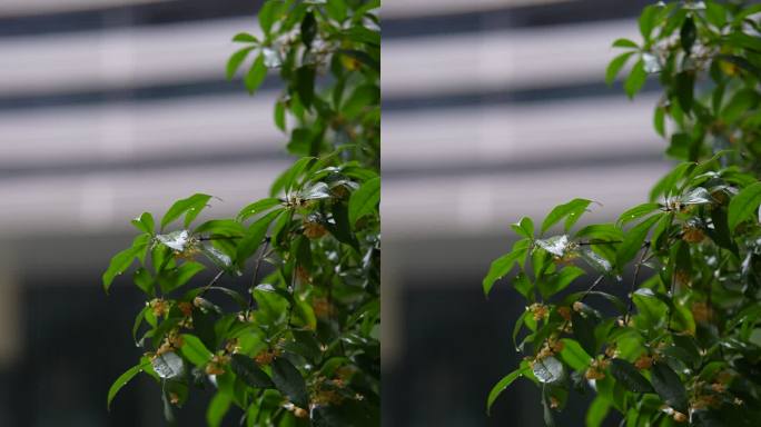 雨中的桂花树