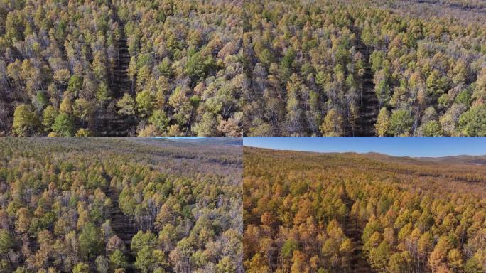 航拍呼伦贝尓秋天大兴安岭白桦林