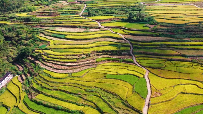 浙江仙居，杨丰山，梯田风光