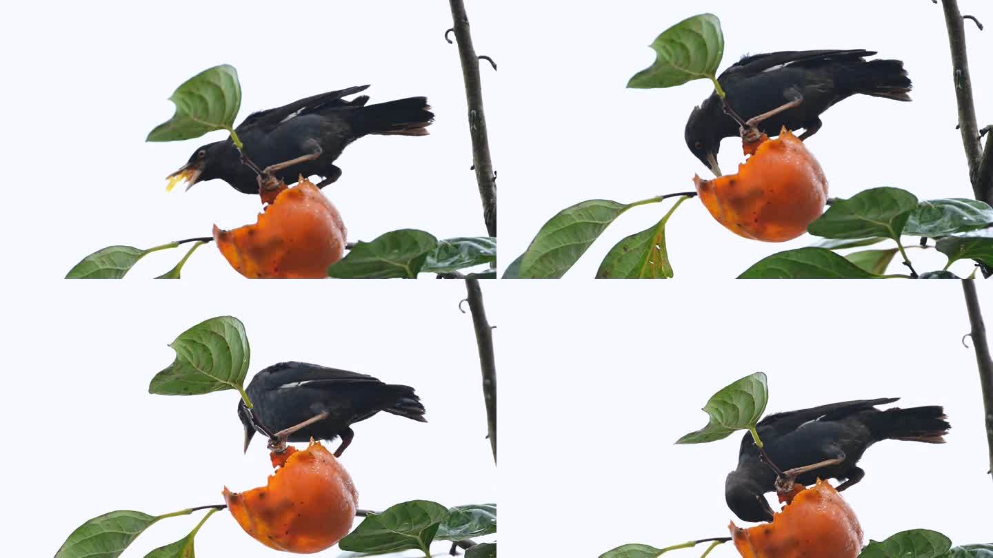 八哥鸟柿子树上吃柿子