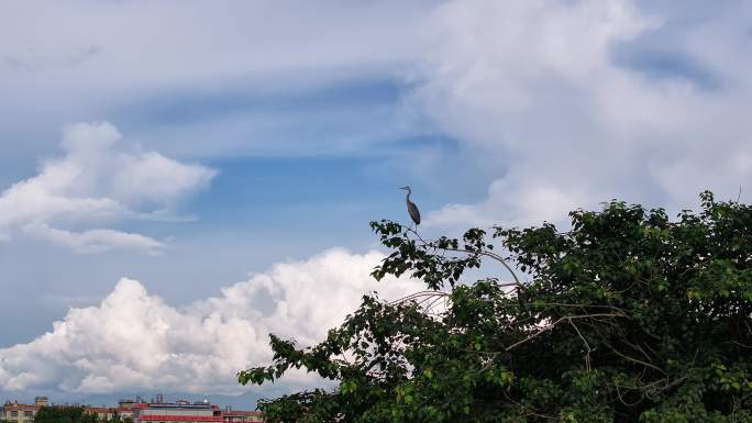 航拍蓝天白云下的一只大鸟