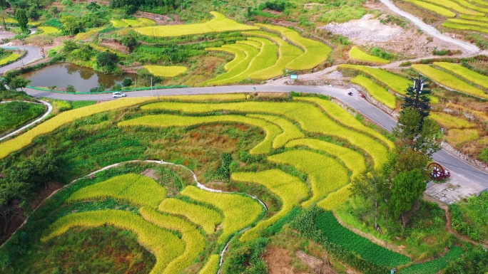 浙江仙居，杨丰山，梯田风光