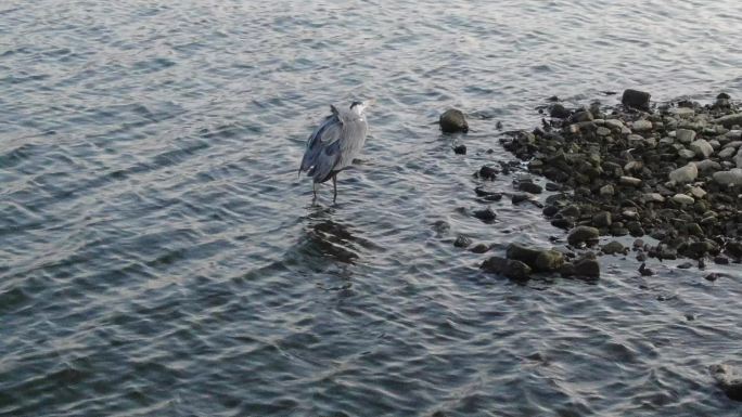 苍鹭 野生鸟类 航拍 鸟类素材  湖泊