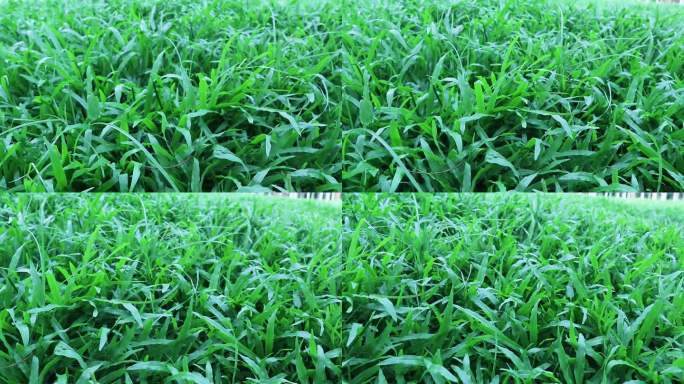 地毯草 绿色草坪 草地 青青小草