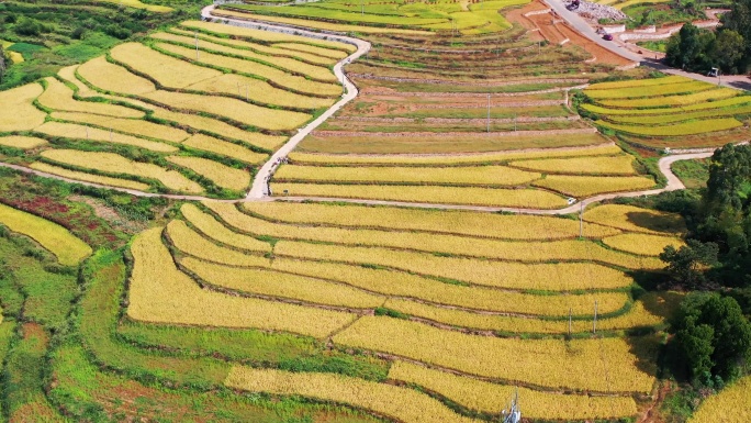 浙江仙居，杨丰山，梯田风光